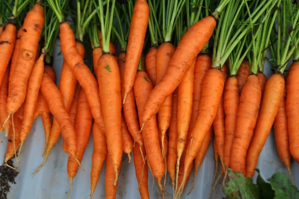 200 Fresh Seeds Carrot Tender Sweet - £9.24 GBP