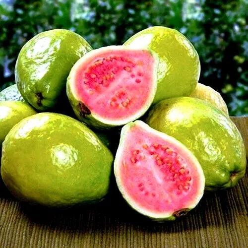 1000 Lemon Apple Pink Guava Tree Fruit Seeds ‘Ruby Supreme’ Plant Psidium - £32.83 GBP