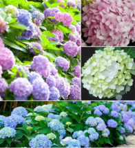 Mixed Beautiful Hydrangea Big Blooming Flowers 15 Seeds - £9.39 GBP