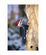 Pileated Woodpecker Poster Print by Natural Selection William Banaszewsk... - €93,71 EUR