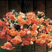 Begonia Begonia Sun Dancer Apricot 15 Pelleted Trailing Begonia Fresh Seeds USA  - £13.33 GBP