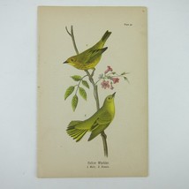 Bird Lithograph Print Yellow Warbler after John James Audubon Antique 1890 - £15.79 GBP
