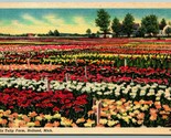 Nelis Tulip Farm Holland Michigan MI Linen Postcard F14 - $2.92