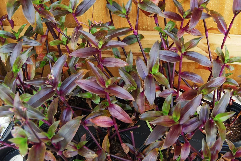 Tripogandra Serrulata - Purple Scimitars - Tradescantia Elongata - Spide... - $26.01 CAD