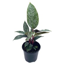 Apoballis Acuminatissima Lavallei, 4 inch, Rare Selby, Beautiful Houseplant - £22.24 GBP