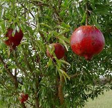 1 Pcs Pomegranate Wonderful Punica granatum Plant Actively Growing Live Plant - $31.96