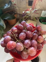 SGHOST 10 Seeds Xl Giant Red Table/Desert Globe Grape Vitis Vinifera Fruit Vine  - $8.62