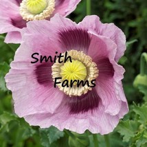 PWO 200+ Seeds Blue Moon Poppy Flowers Plants Garden Planting - $6.30