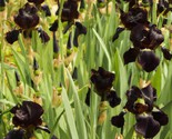 Iris Black Knight {Iris chrysographes} Stunning Ornate Blooms 5 seeds - £5.50 GBP