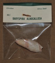 Vintage Sea Shells Olive Shell Baryspira Albocallosa Olividae B1 - £1.93 GBP