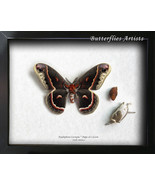 Real Hyalophora Cecropia Pupa Cocoon Robin Silk Moth Framed Entomology S... - $160.68 CAD
