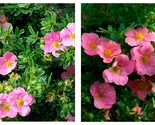 Pink Beauty Potentilla Shrubby Cinquefoil Plant - Approx 5-7 Inch - $38.93