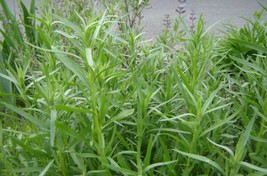 RUSSIAN TARRAGON SEEDS 300  HERB GARDEN PERENNIAL HEIRLOOM - £9.11 GBP