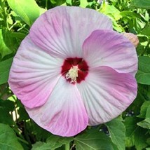 USA Seller 15 Hibiscus Seeds Luna Pink Swirl Hardy Hibiscus Garden Flowers Plant - $21.67