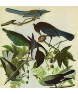 4 Western Corvids Bird 1946 Color Art Print John James Audubon Nature DWV2D - $32.50