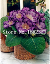  100 Gloxinia sinningia Gloxinia Charming Gloxinia Flower Pot Seeds 2 - £5.40 GBP