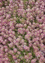 Alyssum Sweet Dwarf Pink 4” Groundcover Fragrant Butterflies Non-Gmo 1000 Seeds - £7.78 GBP