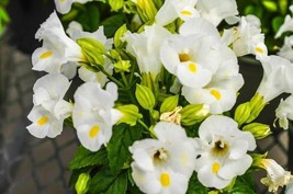 150 Pelleted Seeds Torenia Seeds Kauai White Seeds - Garden & Outdoor Living - £51.95 GBP