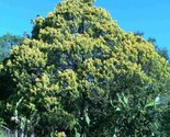 Chinese juniper juniperus chinensis 2 640x512 thumb155 crop