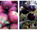 Arkansas Black Apple Tree 18-36 Inch Live Plant Fruit Tree - £62.85 GBP
