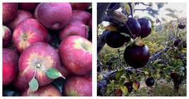 Arkansas Black Apple Tree 18-36 Inch Live Plant Fruit Tree - £63.74 GBP