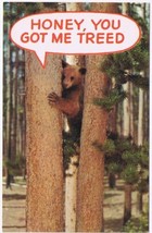 Postcard Greetings From Bobcaygeon Comic Honey You Got Me Treed Bear In Tree - £3.20 GBP