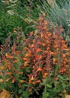 Exotic Agastache aurantiaca Tango 1,000 seeds - $6,609.49 MXN