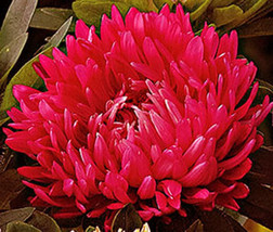 Aster Paeony Duchess Scarlet Red Callistephus Chinensis 100 Bulk Seeds Fresh - £29.96 GBP