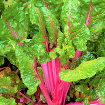 KKG Pink Lipstick Swiss Chard Seeds Beet Kale Spinach Garden Fresh Garden - $147.99 MXN