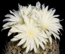 Discocactus araneispinus, exotic perfume fragant flower cacti rare seed 50 SEEDS - £11.08 GBP