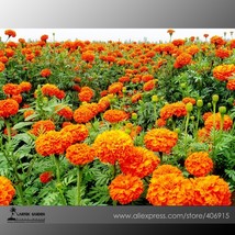 Mixed Chrysanthemum Seeds Perennial Flowering Rose Pink Orange Yellow Red Marigo - £5.76 GBP