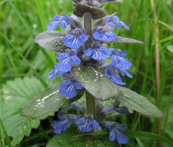 Ajuga Bugleweed Ajuga Reptans 10 Seeds Garden Beautiful USA Seller - £14.74 GBP