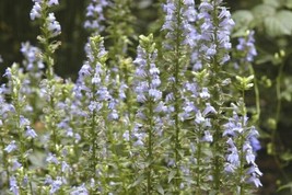 FA Store 301 Great Blue Lobelia Seeds Native Wildflower Poor Soils Shade... - £7.38 GBP