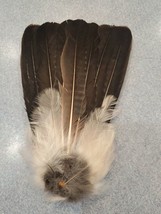 Eurasian Blue Jay Bird Full Tail Feathers JB6 - £11.66 GBP