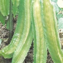 FREE SHIPPING 10 Heirloom Winged bean seed Healthy Tasty Asian Specialty - £11.78 GBP