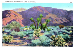 Coachella Desert Near Indio Showing Joshua Tree and Cactus Sage Cactus Postcard - £5.49 GBP