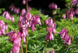 25 Pc Seeds Pacific Pink Bleeding Heart Flower, Dicentra Spectabilis Plant - RK - £13.16 GBP