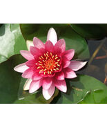 WATER LILY ATRACTION RED  XL SIZE PLANT -  Live Pond Plants  SUPER PRICE... - $453.83 MXN