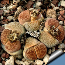 US Seller 100Pcs Lithops Aucampiae C46 Succulents Garden Plants Seeds Fast Shipp - £11.57 GBP