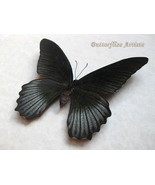 Great Black Mormo Papilio Memnon  Real Butterfly Framed Entomology Shado... - $85.56 CAD