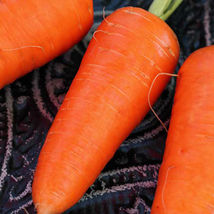 Ship From Us Red Cored Chantenay Carrot Seeds ~ 2 Oz Seeds - NON-GMO, TM11 - £39.12 GBP