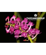 CLEISOSTOMOPSIS EBERHARDTII SMALL ORCHID MOUNTED - $917.73 MXN