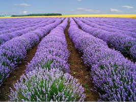 Grow In US 200 Lavender Vera Seeds Heirloom Strong Scent Medicinal - £6.78 GBP