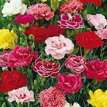 50 Pcs Mix Chabaud Picotee Carnation Flower Seeds #MNSS - £11.87 GBP