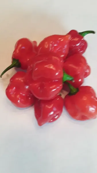 50 Red Habanero Pepper Seeds Open Pollinated Hot Flavorful - $6.98