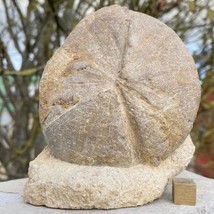 British giant sea urchin echinoid fossil clypeus plotti, jurassic, genuine - $72.92