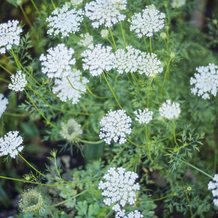 3 Queen Annes Lace Plants Bare Root Daucus Carota Wildflower Transplant ... - $17.58