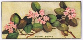 Cowan Co Toronto Card Trailing Arbutus Wild Flowers Of Canada - £5.44 GBP