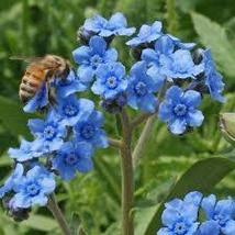 Chinese Forget Me Not Seeds Cynoglossum Amabile 1000 Seeds For Planting - £13.53 GBP