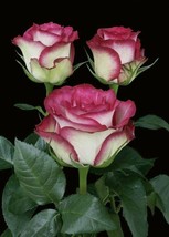 “ 50 seeds New Light Green Rose with Purple Edge Rose Bush Flower Seed G... - $10.74